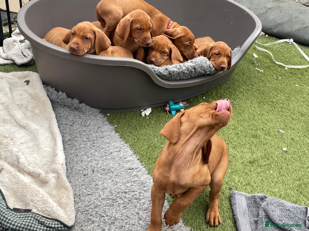 Hungarian Vizsla dogs for sale: KC registered hungarian vizsla puppies - Image 14