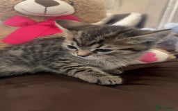British Shorthair cats for sale: British Shorthairs For Sale - Image 2