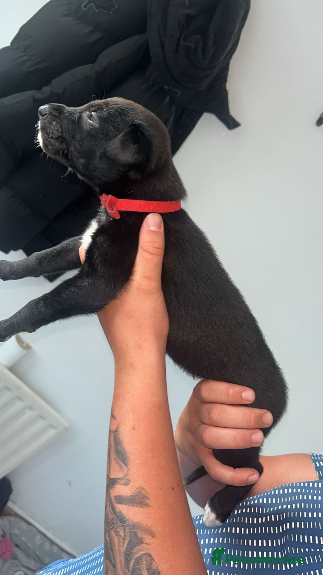 Lurcher dogs for sale: Lurcher - Image 5