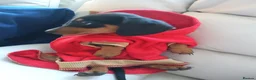 Miniature Dachshund dogs for sale:  boy dachshund Puppie ready to leave  - Advert 22