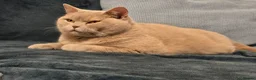 British Shorthair cats for sale: Active adult BSH cats  - Advert 20