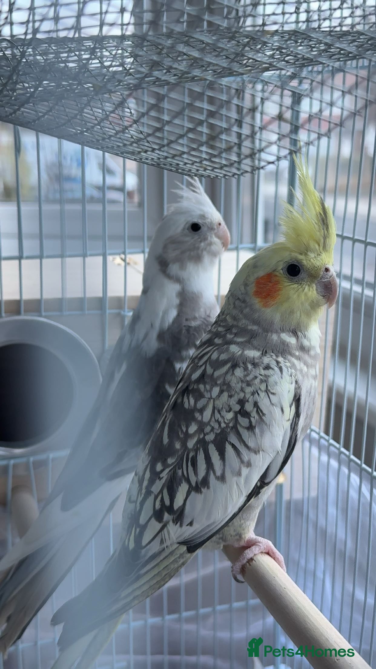 Cockatiels birds Cockatiels for Sale - Please Read Description - Advert 4