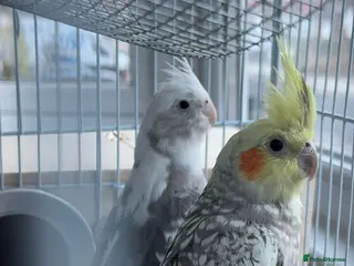 Cockatiels birds Cockatiels for Sale - Please Read Description - Advert 4