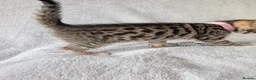 Mixed Breed cats for sale: Beautiful half Bengal kittens - Advert 29