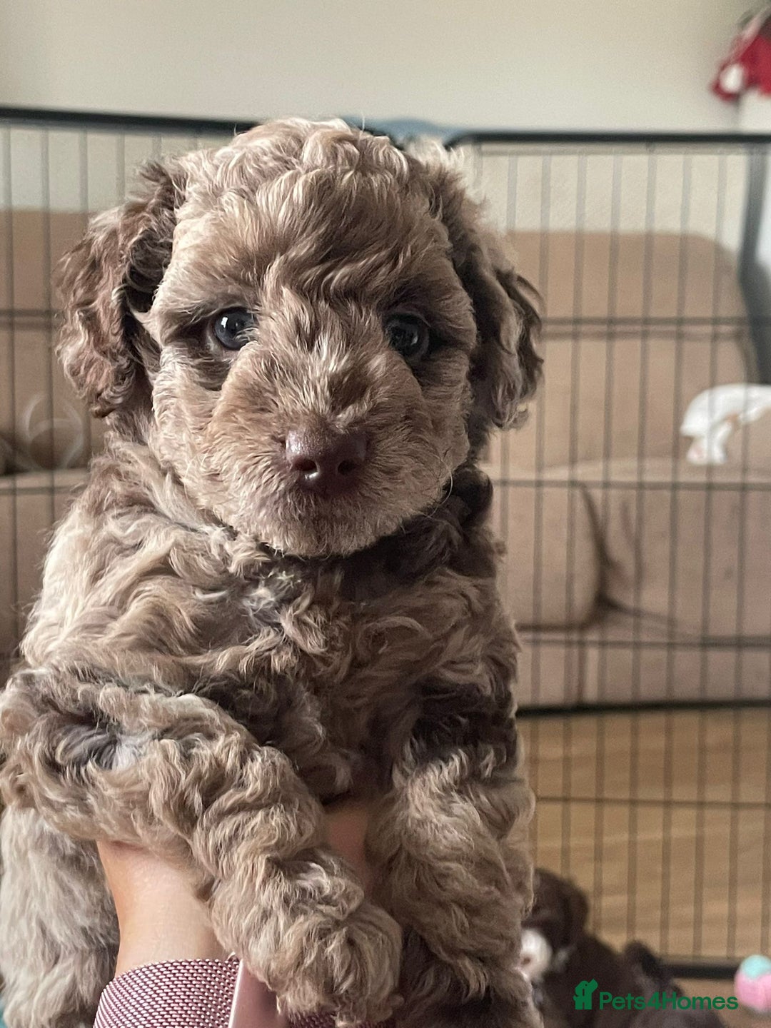 Miniature Poodle dogs for stud: Ralph-Chocolate Merle miniature poodle stud  - Image 16