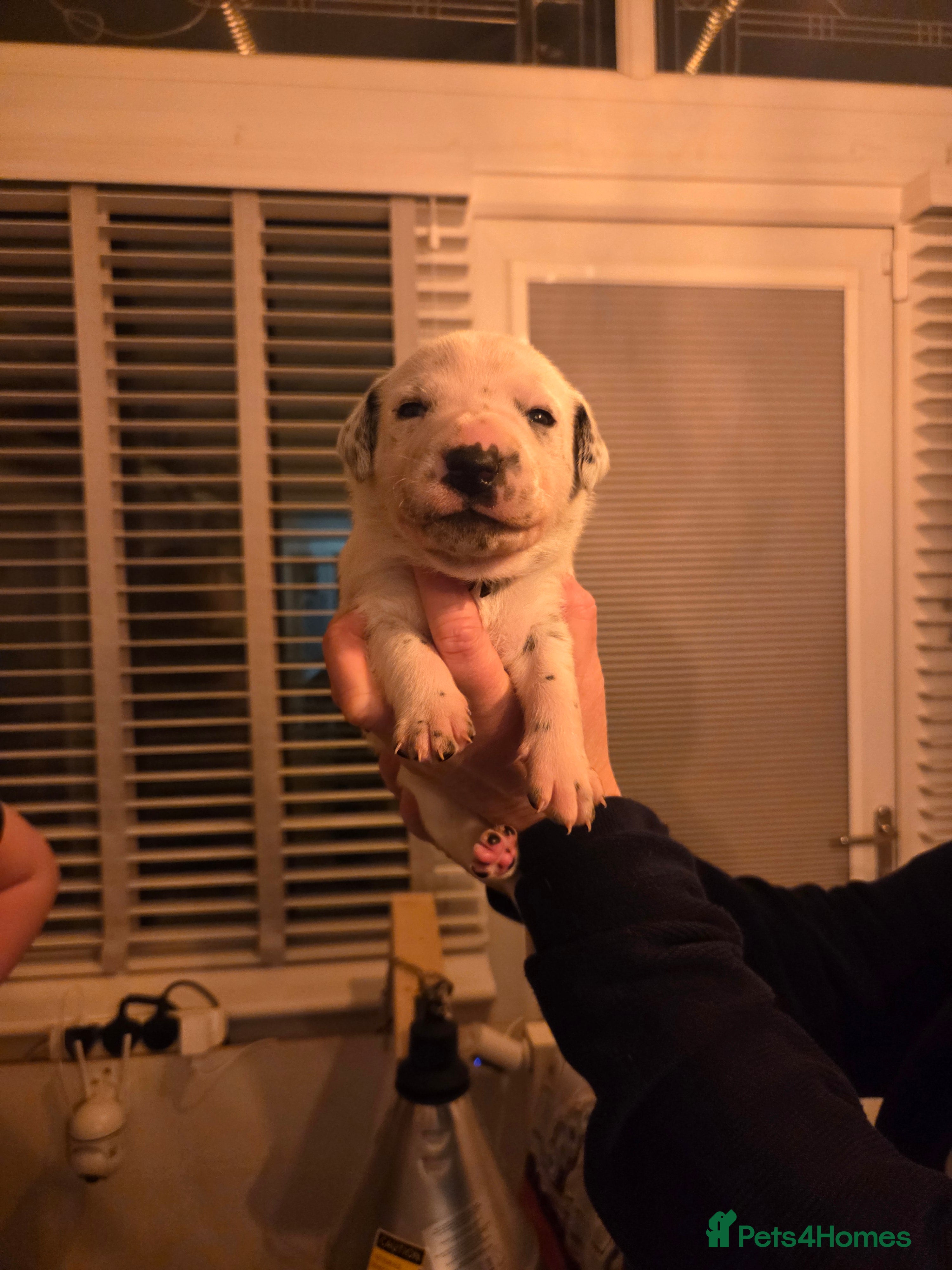 Mixed Breed dogs Gorgeous family puppies  - Advert 15