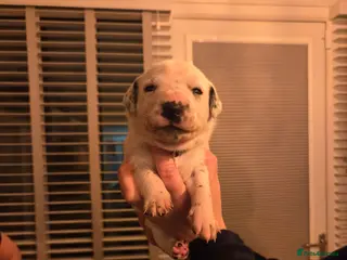 Mixed Breed dogs Gorgeous family puppies - Advert 15