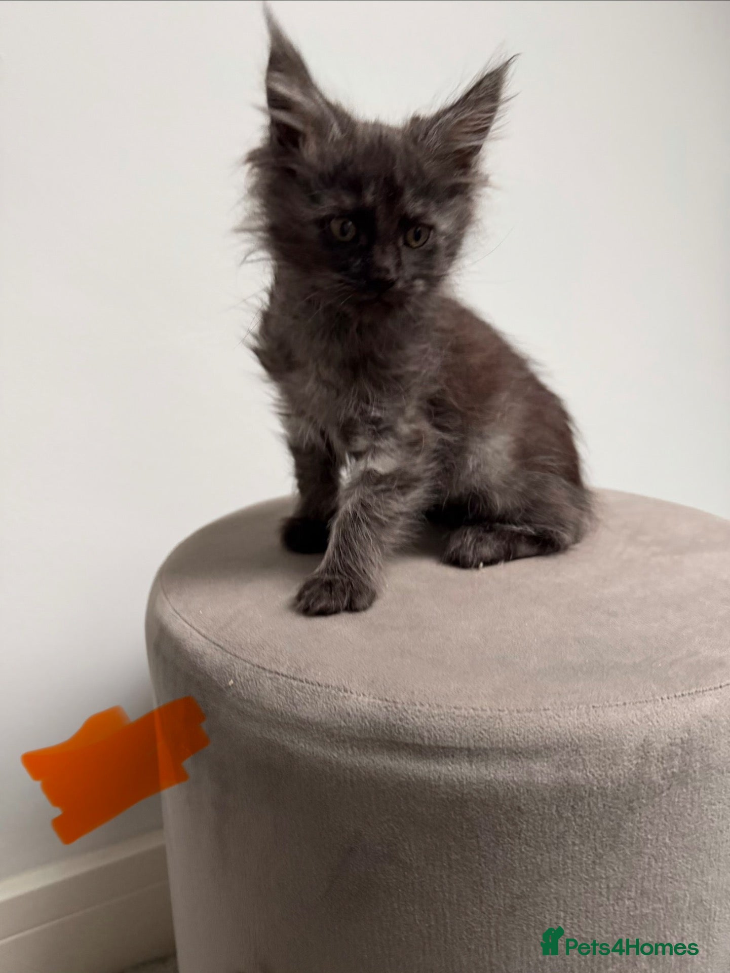 Maine Coon cats for sale: Ready now 😻 reduced if taken this week ❤️ - Advert 22