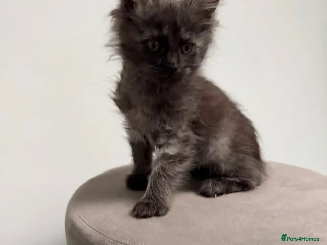 Maine Coon cats for sale: Ready now 😻 reduced if taken this week ❤️ - Advert 22