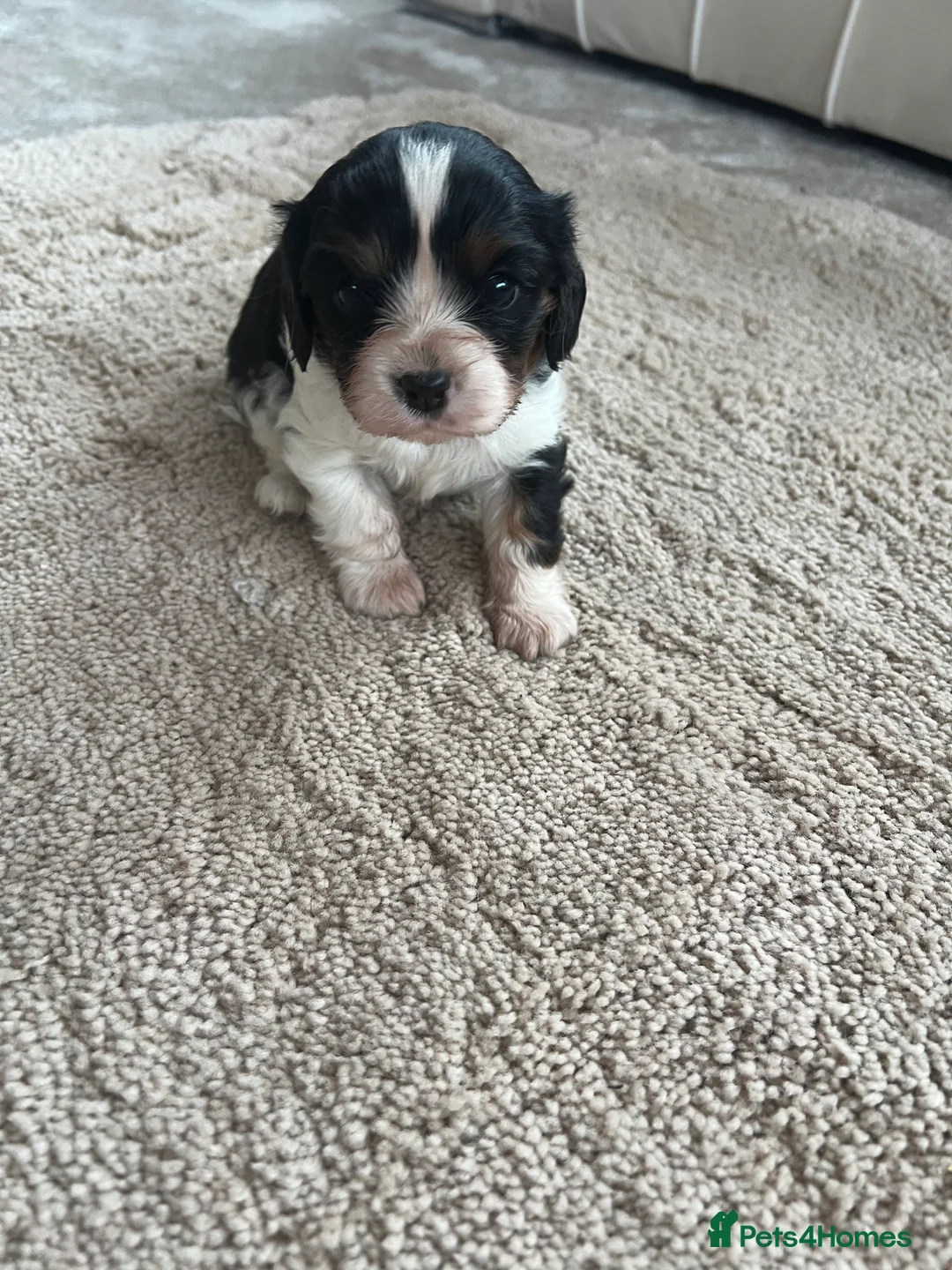 Cavalier King Charles Spaniel dogs for sale: Cavalier King Charles spaniel  - Advert 1
