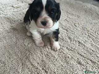 Cavalier King Charles Spaniel dogs Cavalier King Charles spaniel - Advert 11