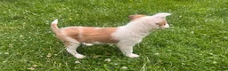 Mixed Breed dogs for sale: 4 beautiful collie pups  - Advert 4