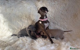 Italian Greyhound dogs for sale: 2 Italian Greyhound Boys  - Image 16
