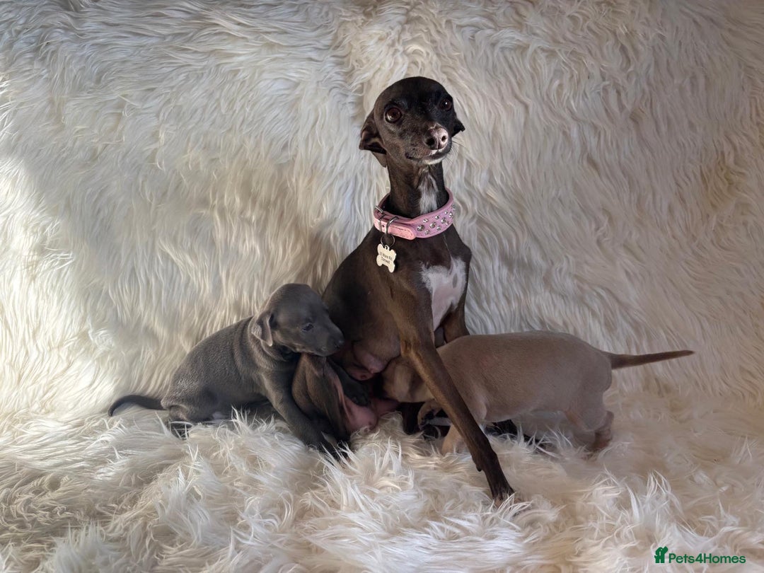 Italian Greyhound dogs for sale: 2 Italian Greyhound Boys  - Image 16