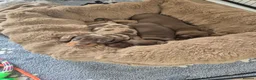 Miniature Dachshund dogs for sale: Miniature Dachshunds  - Advert 18