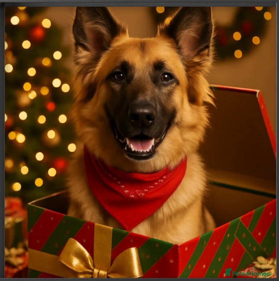German Shepherd dogs Beau – 4yr old German Shepherd Seeks New Home - Advert 1