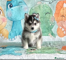 Pomsky dogs - Advert 4