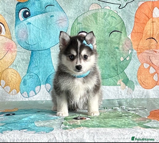 Pomsky dogs - Advert 1