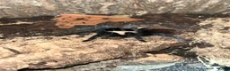 Tarantulas invertebrates for sale: 13 tarantulas and enclosures  in Manchester - Advert 13