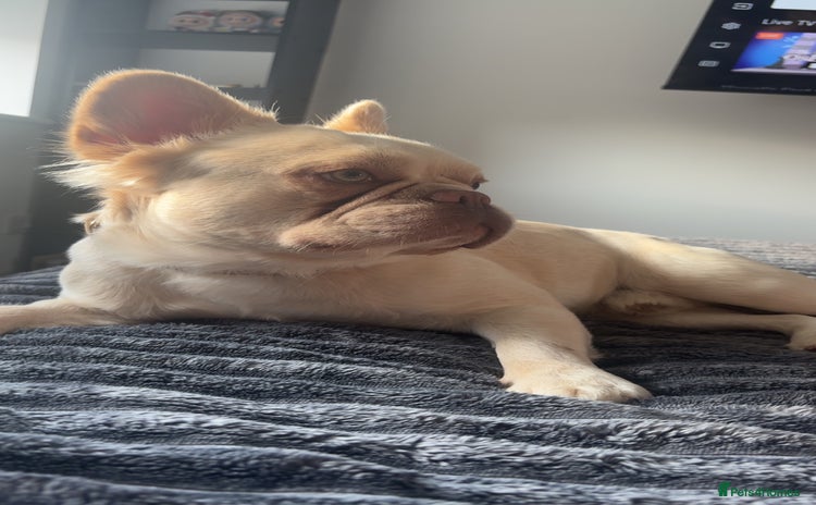 French Bulldog dogs - Advert 1