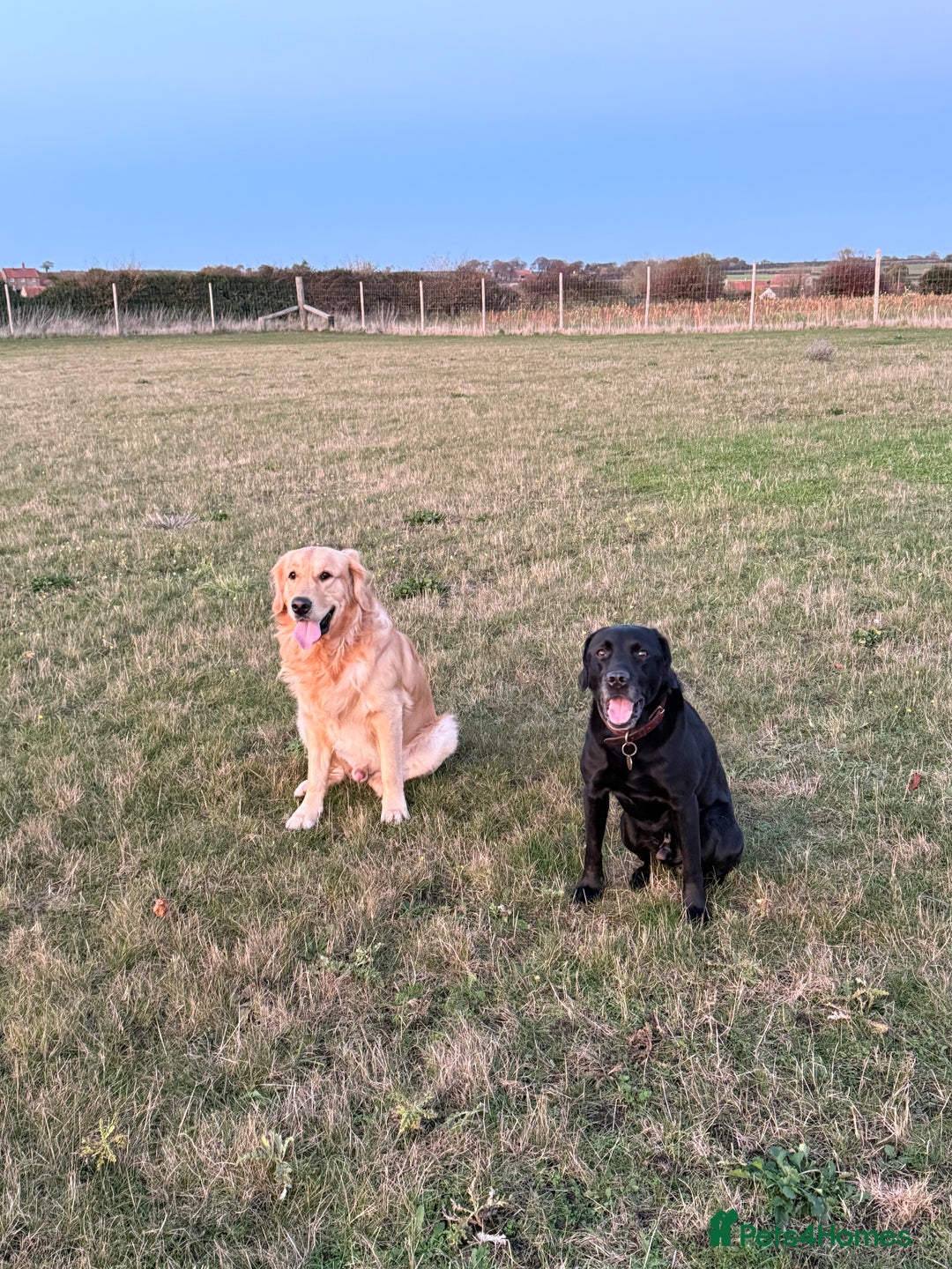 Golden Retriever dogs for sale: Bailey, 2 Year Old Golden Retriever - Advert 3