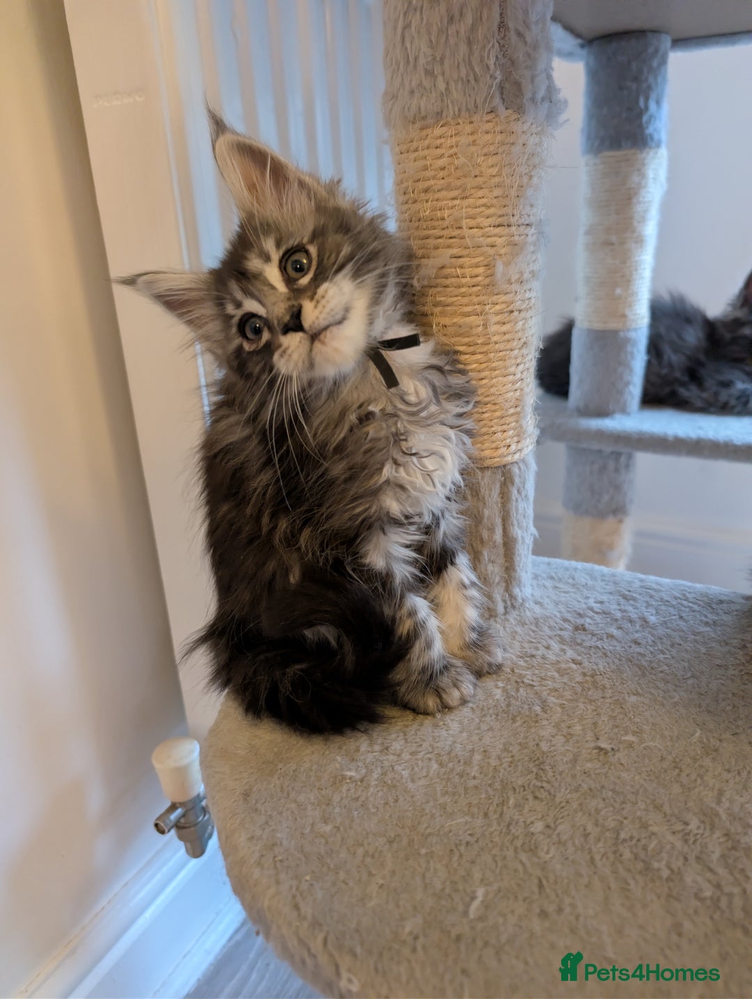 Maine Coon cats for sale: Mainecoon kittens  - Advert 1