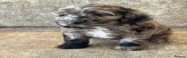 Cockapoo Puppy 2