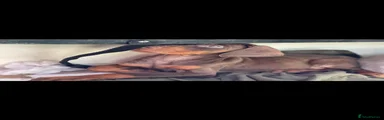 Dobermann 1
