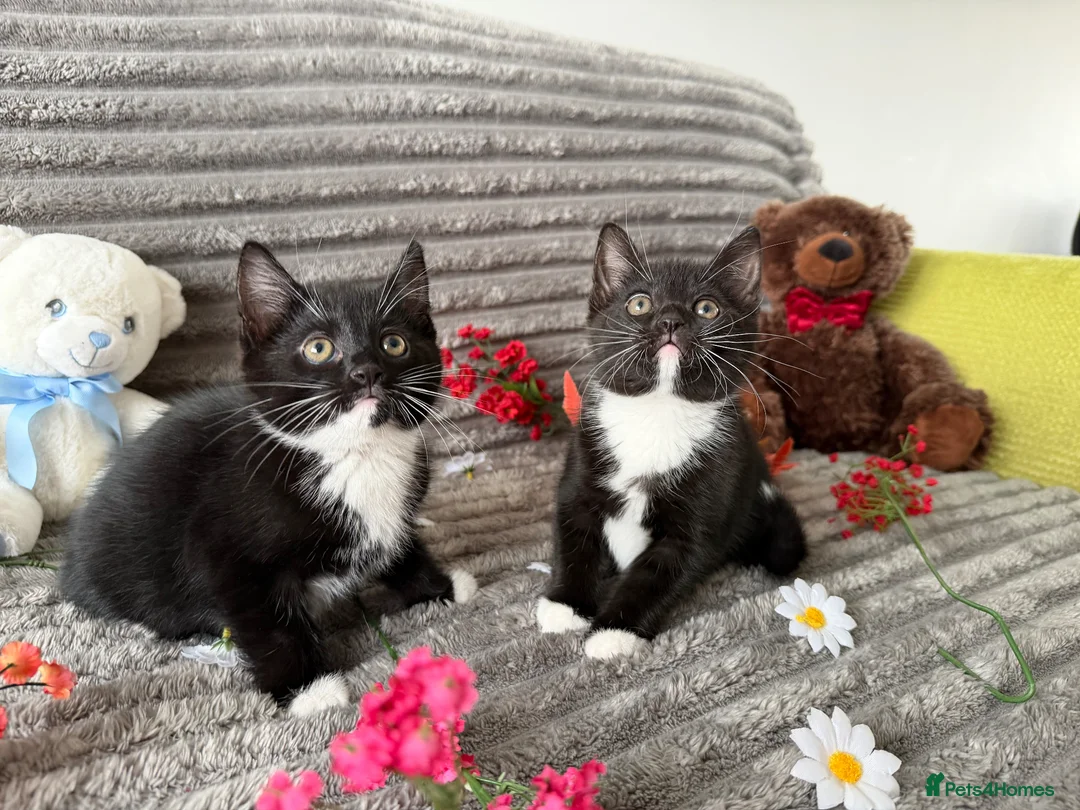Mixed Breed cats for sale: Kittens Looking for loving homes - Advert 1