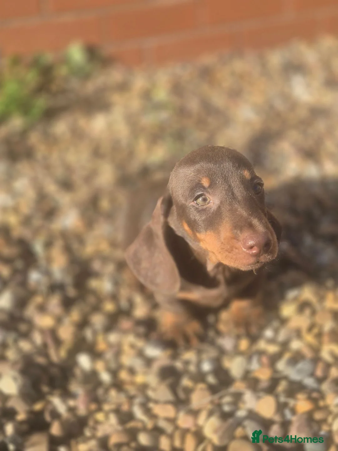 Dachshund dogs for sale: Chocolate & Tan Miniature Dachshund plus more - Advert 34