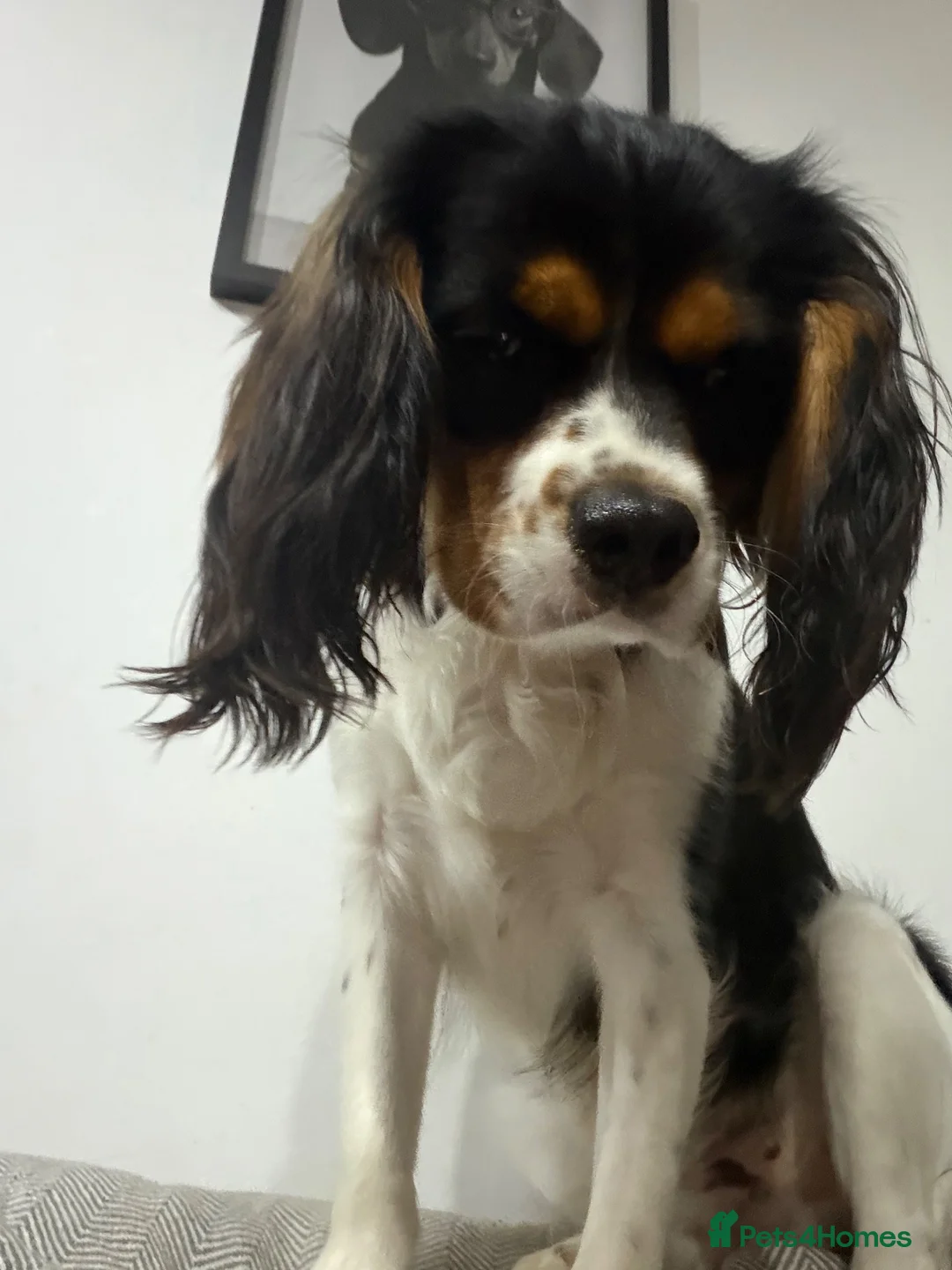 Cavalier King Charles Spaniel dogs for sale: Awesome home needed for my boy Elliott in Llanelli - Advert 2