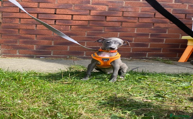 Italian Greyhound dogs - Advert 1