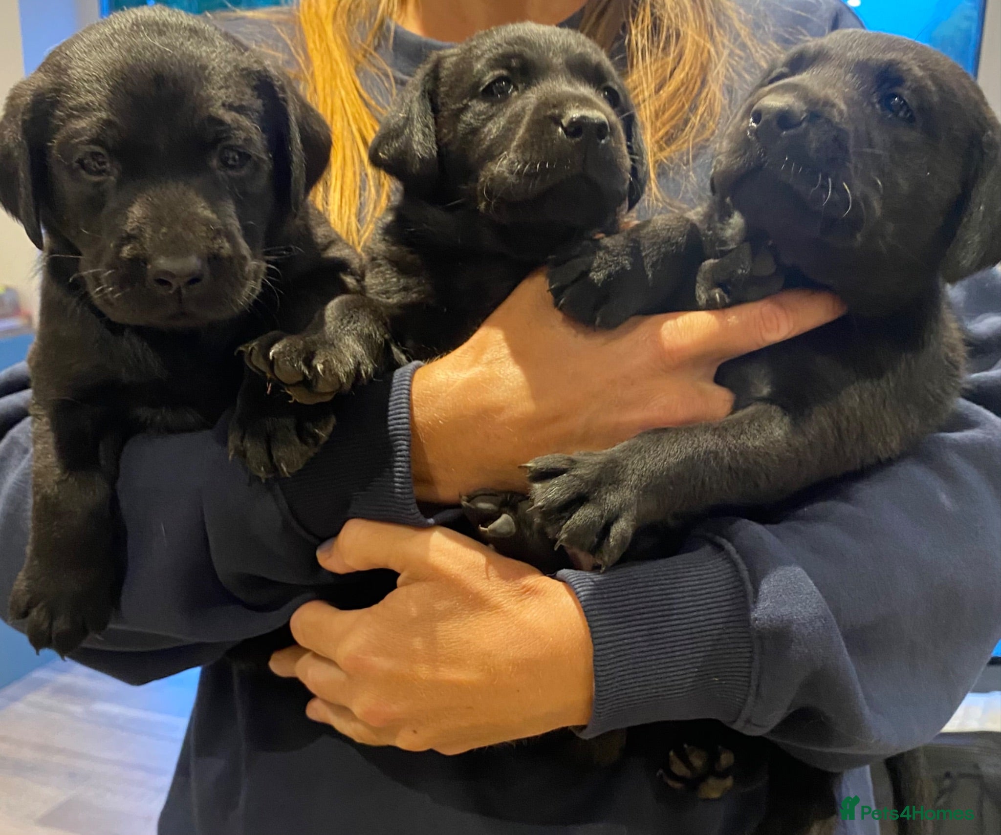 Labrador Retriever dogs Thistlecrack KC reg working lab pups - Advert 15