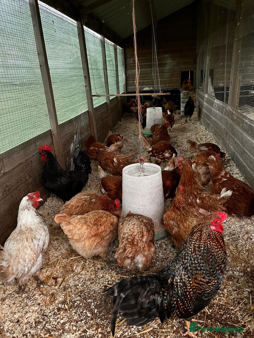 Chickens poultry for sale: White and brown rescue hens  - Advert 2