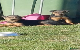 Mixed Breed dogs for sale: Jagd terrier x lakeland terrier  - Image 1