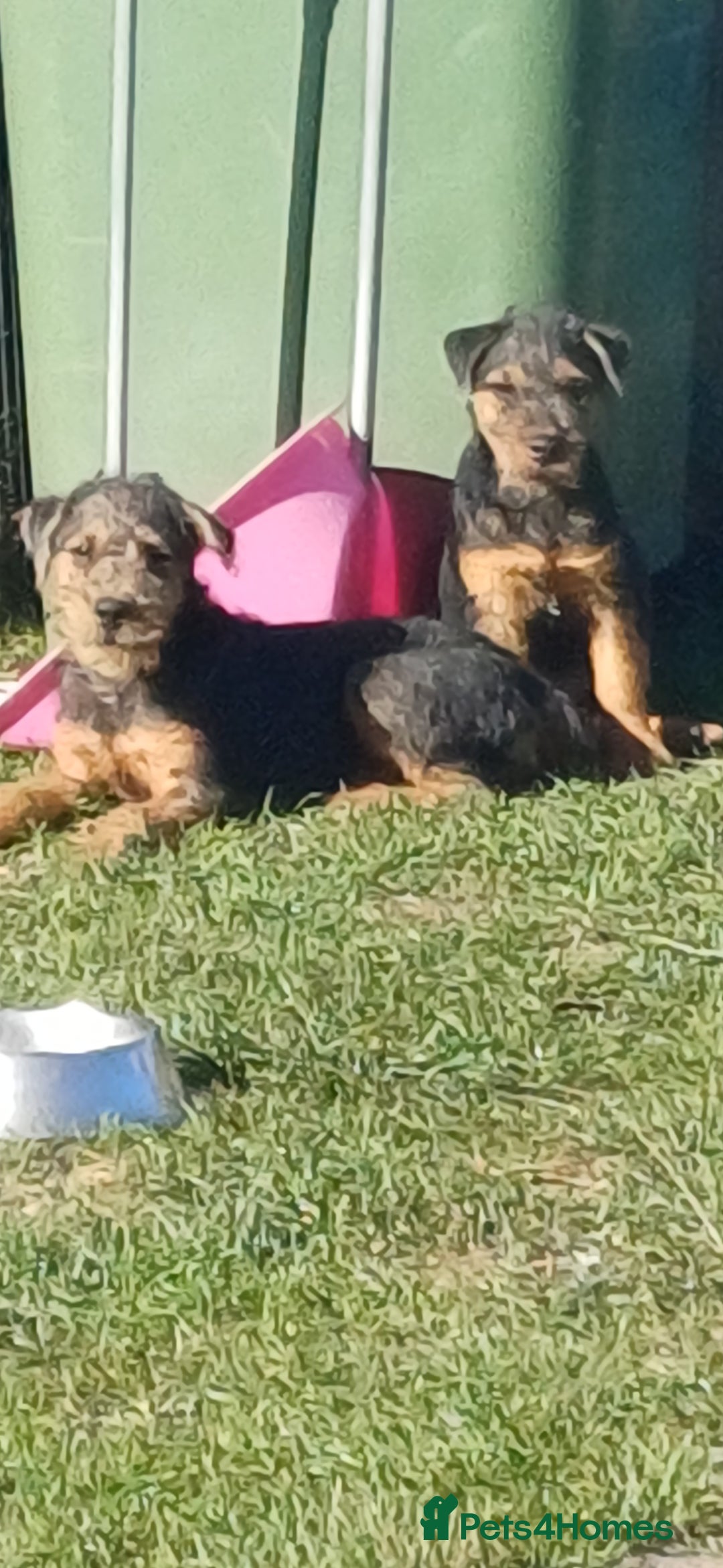 Mixed Breed dogs for sale: Jagd terrier x lakeland terrier  - Image 1