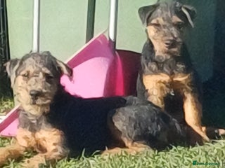 Mixed Breed dogs - Advert 25