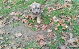 Mixed Breed dogs for sale: Adorable Whippet X Poodle puppies  - Image 3