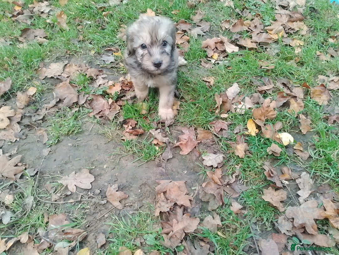 Mixed Breed dogs for sale: Adorable Whippet X Poodle puppies  - Image 3