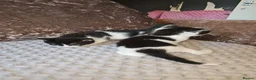 Domestic Shorthair cats for sale: Domestic long haired kittens - Advert 3