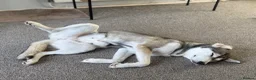 Siberian Husky dogs for sale: 19 month old Siberian husky  - Advert 3
