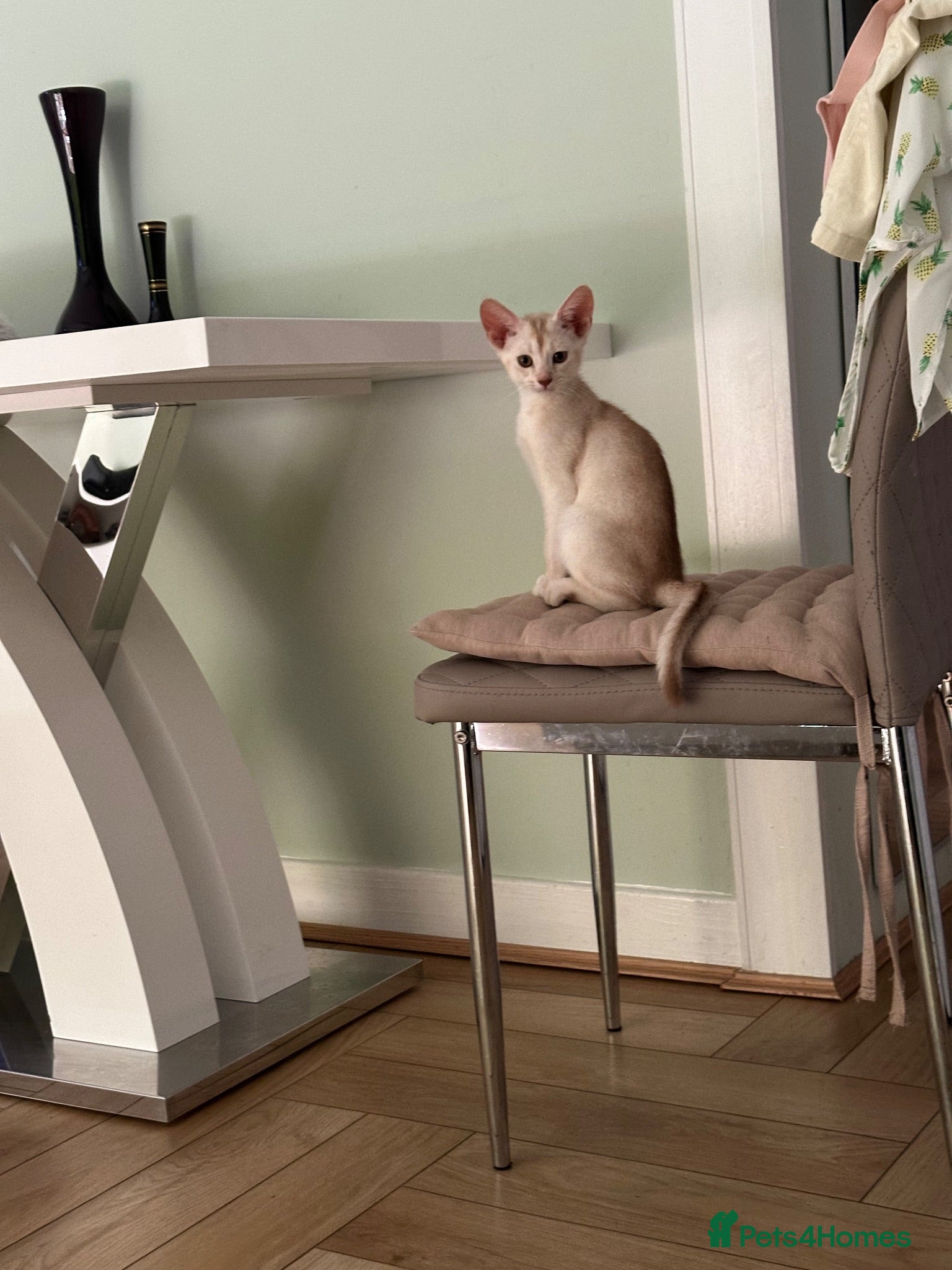 Abyssinian cats Silver Abyssinian kittens  - Advert 15