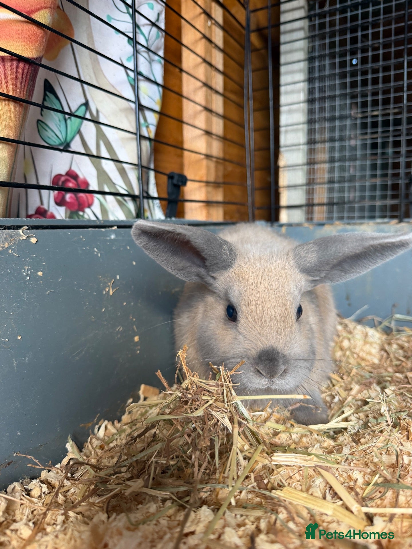 Dwarf Lop rabbits Baby rabbits  - Advert 5