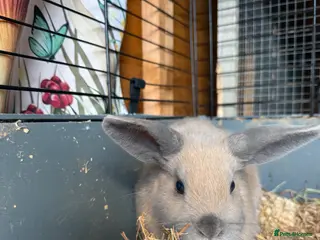 Dwarf Lop rabbits Baby rabbits - Advert 5