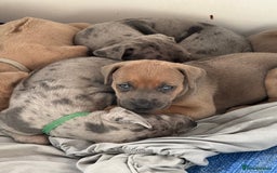 Mixed Breed dogs for sale: Rhodesian Ridgeback x Cane Corso puppies for sale - Image 9