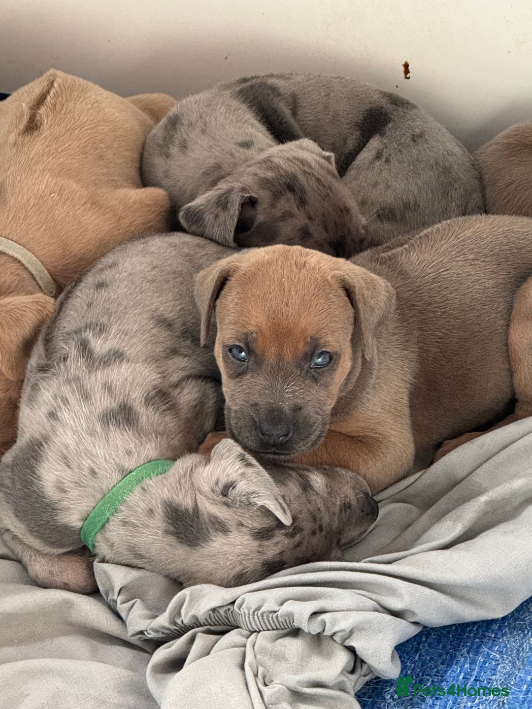 Mixed Breed dogs for sale: Rhodesian Ridgeback x Cane Corso puppies for sale - Image 9