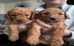 Cockapoo dogs for sale: Adorable F1B puppies born weekly pictures progress - Image 12