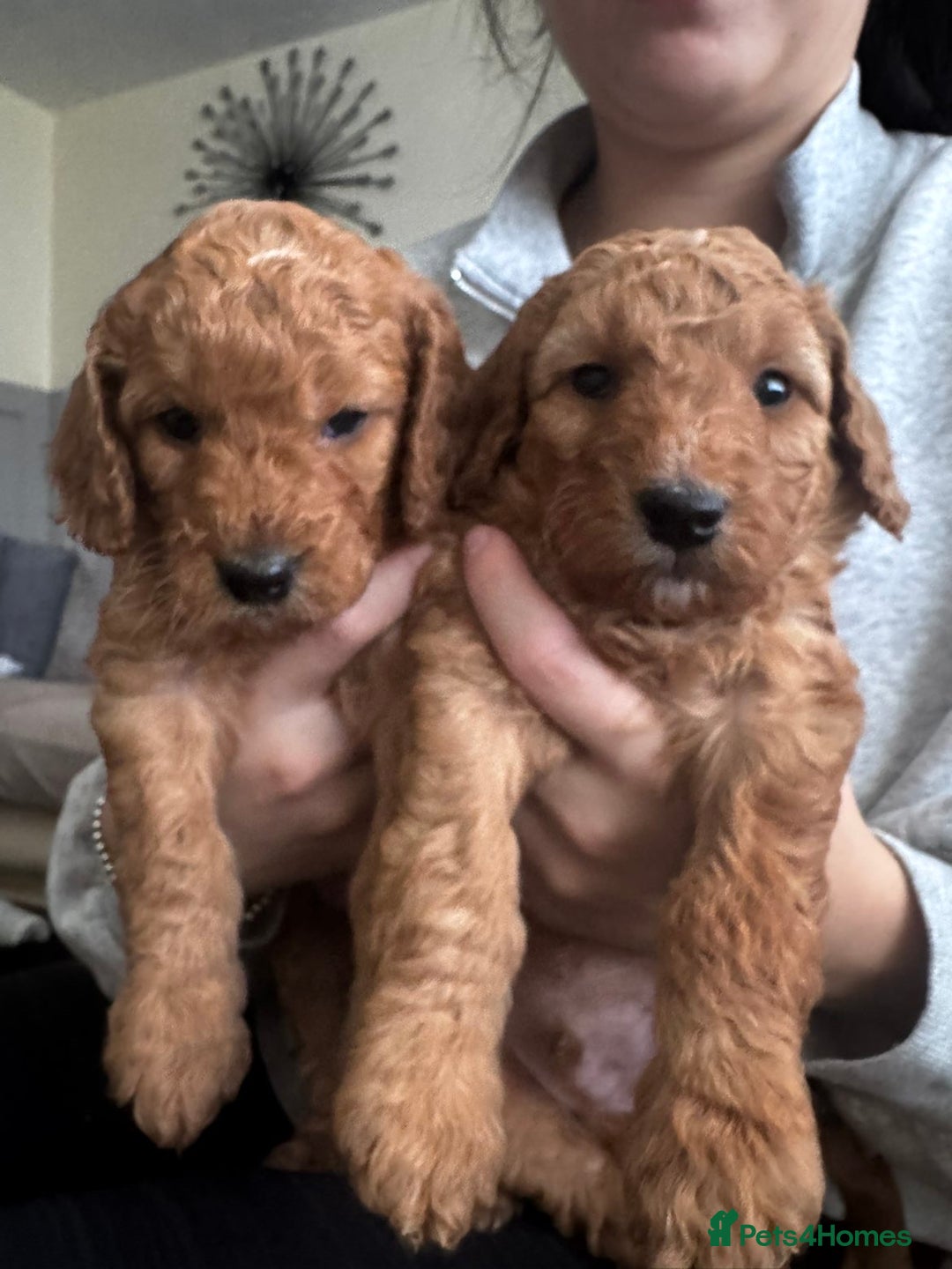 Cockapoo dogs for sale: Adorable F1B puppies born weekly pictures progress - Image 12