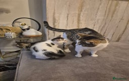 Mixed Breed cats for sale: Beautiful kittens  - Image 4