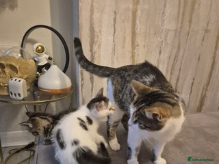 Mixed Breed cats - Advert 31